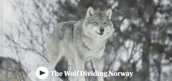 The Wolf Dividing Norway the hunter v the environmentalist | Documentary films | The Guardian