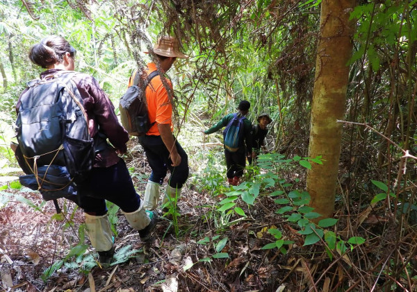 On the cat walk: how to follow in a tiger’s footsteps in the forests of Malaysia | Wildlife | The Guardian