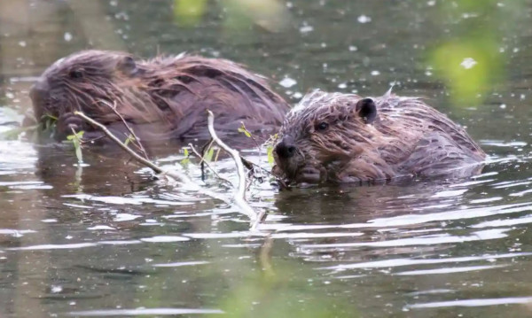 Beaver ponds may exacerbate warming in Arctic, scientists say