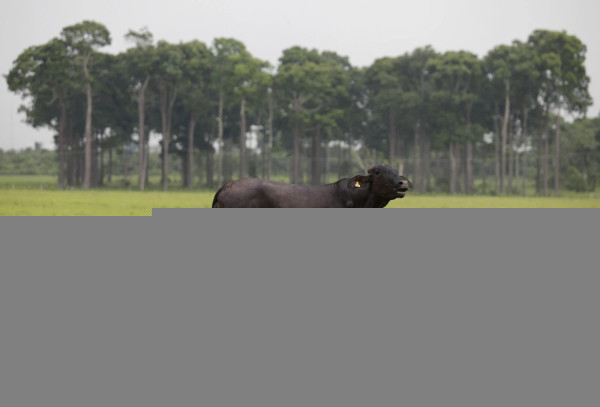 How tracing cattle in Brazil can prevent deforestation in the Amazon