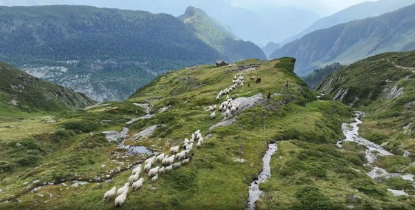 As Switzerland’s Glaciers Shrink, a Way of Life May Melt Away