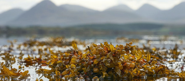 5 unusual ways seaweed is being used to tackle the climate crisis