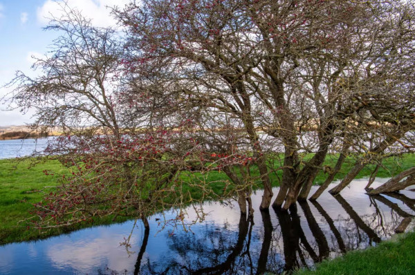 England brings in biodiversity rules to force builders to compensate for loss of nature | Biodiversity | The Guardian