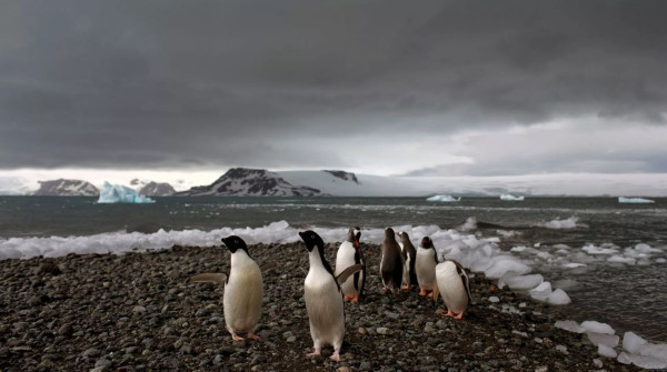 The world’s biggest heatwave happened in Antarctica last year - what does this mean for our planet? | Euronews