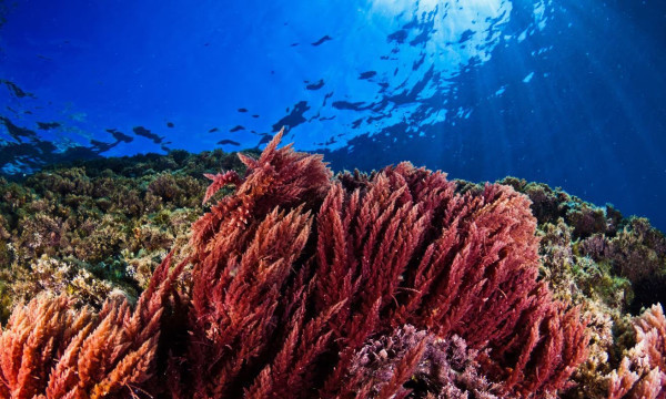 Food, feed and fuel: global seaweed industry could reduce land needed for farming by 110m hectares, study finds | Food | The Guardian