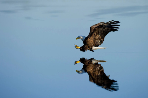 Two-thirds of Africa’s birds of prey are on the brink of extinction. Here's why that could be bad news for humans