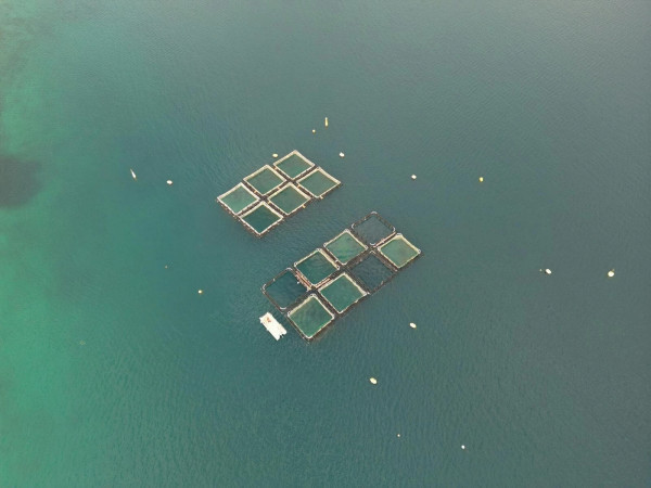 How marine permaculture could revolutionize ocean farming