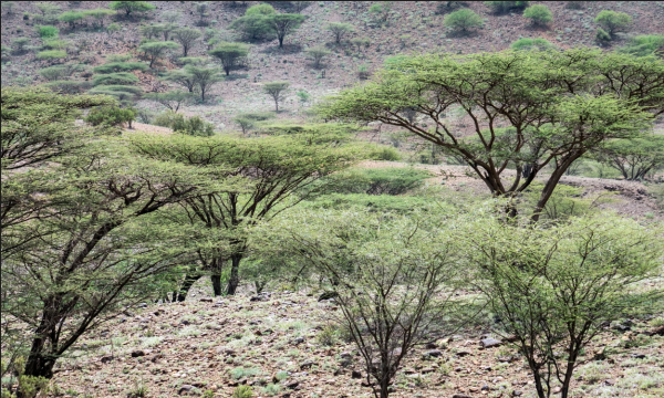 Ill-judged tree planting in Africa threatens ecosystems, scientists warn