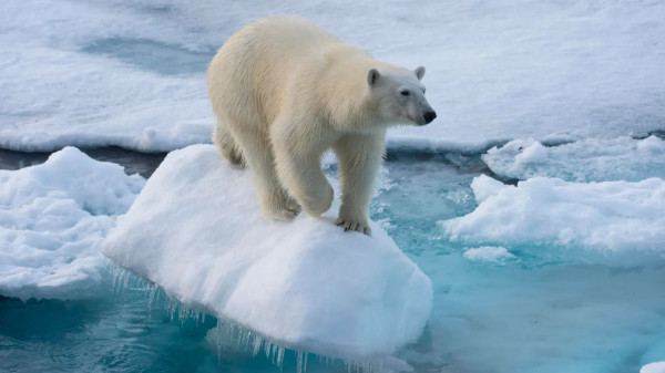 Ice-Free Arctic Just Years Away, Scientists Warn