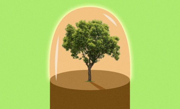 Why businesses should stop planting trees and start protecting forests | GreenBiz