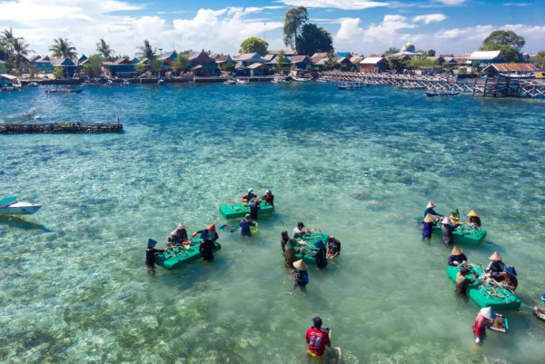 'Reef stars' restored Indonesia's damaged corals in just four years | Grist