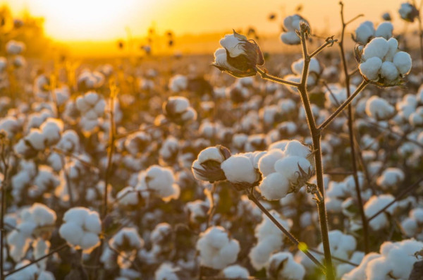 How fashion giants are tackling water risks in cotton supply chains | GreenBiz
