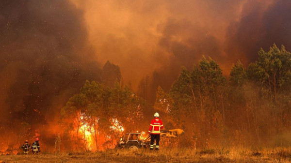 Eucalyptus: Portugal's sustainability dilemma