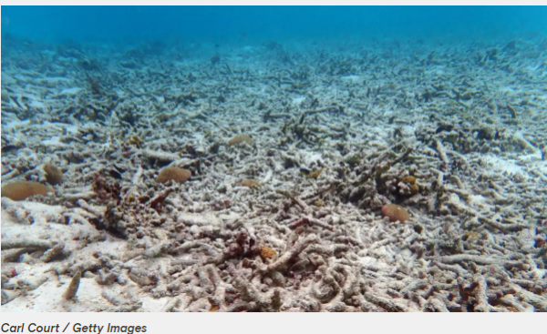 Have the world's coral reefs already crossed a tipping point? | Grist