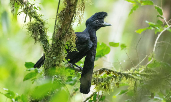 ‘More profitable than farming’: how Ecuador’s birding boom is benefiting wildlife | Birds | The Guardian