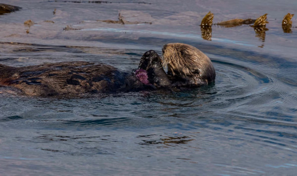 Save our seas: five ways to rewild and conserve the ocean | Oceans | The Guardian