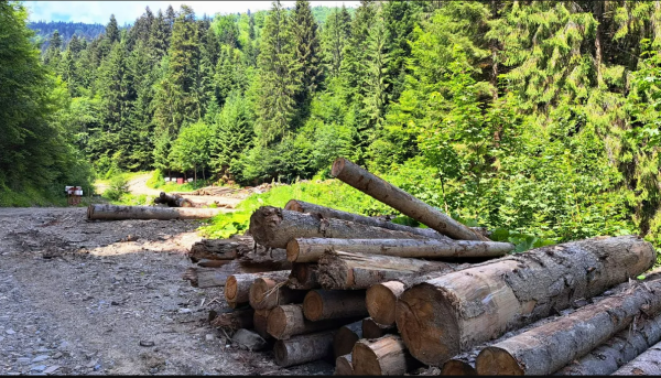 IKEA in the spotlight: Flatpack furniture linked to ‘systematic destruction’ of Romanian forests | Euronews