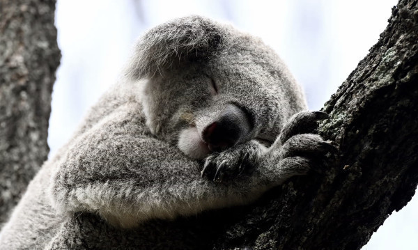 ‘I need your help saving koalas’: how Australians banded together to build wildlife corridors | Environment | The Guardian