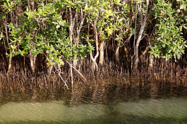 4 steps to jumpstart your mangrove investment journey