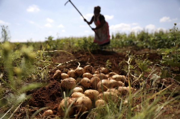 Regenerative food systems can change the story of how agriculture impacts climate change