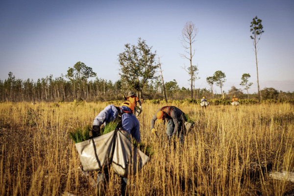 The dos and don’ts of corporate tree planting efforts | GreenBiz