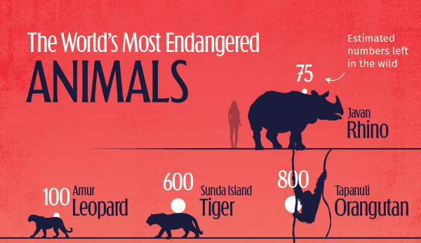 🇮🇩 Indonesia is Home to Four of the World's Most Endangered Animals - Voronoi