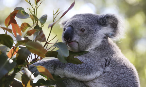 Global heating, land clearing and the ‘extinction vortex’: the fight to save Australia’s koalas | Australia news | The Guardian