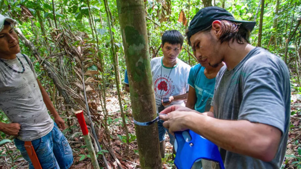 The world's forests are still sucking up as much carbon as they were 30 years ago | Grist