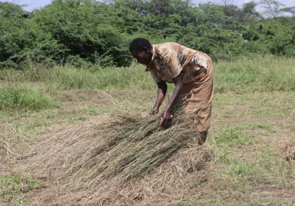 How farmers are turning field waste into carbon-storing biochar