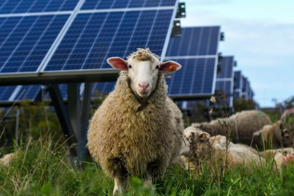 Combining Solar Power With Farming Is Getting Easier. Developers Are Wary of Added Costs.