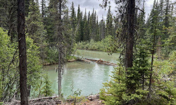 ‘We can feel our ancestors’: one First Nation’s fight to save Canada’s old forests