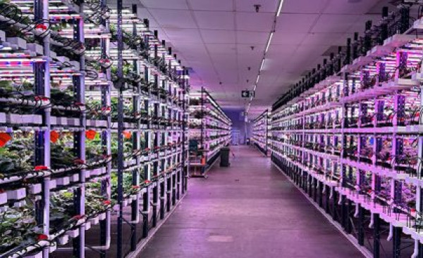 Lighting a path to the future of vertical farming