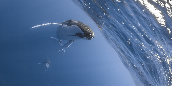 Global Treaty to Protect Ocean Biodiversity: Why cross-sector collaboration is key