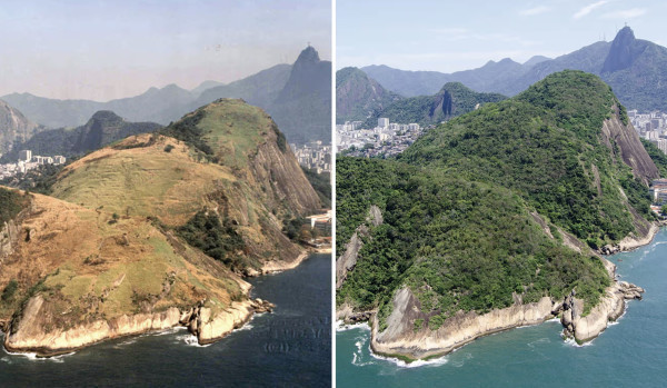 ‘I think, boy, I’m a part of all this’: how local heroes reforested Rio’s green heart