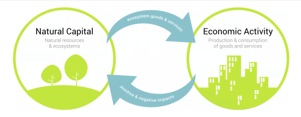 4 Reasons why conserving biodiversity is more important to your business bottom line than you think