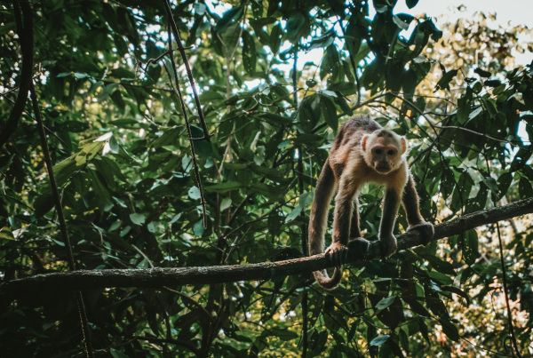 Businesses must do more to protect biodiversity: Here are key steps to a nature-positive future