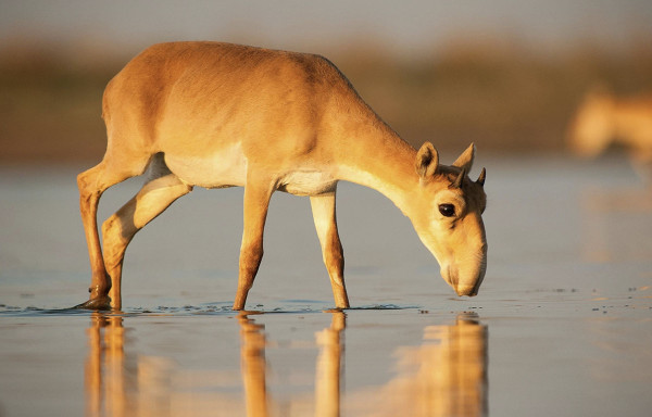 The scale of the biodiversity crisis laid bare