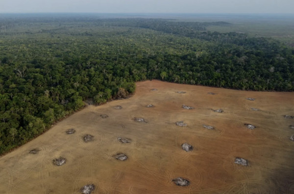 How do you save a rainforest? Leave it alone.