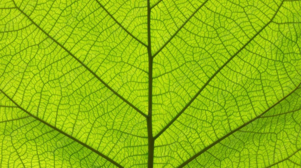 Category Sample Image
