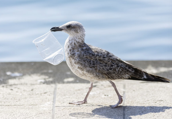 Category Sample Image