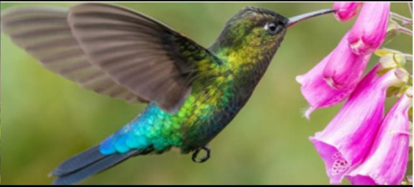 Category Sample Image