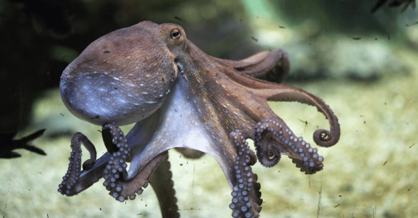 Category Sample Image