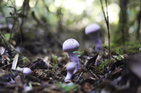 Category Sample Image
