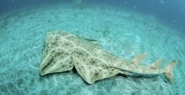 Category Sample Image