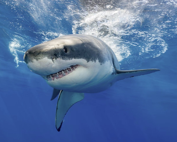 Category Sample Image