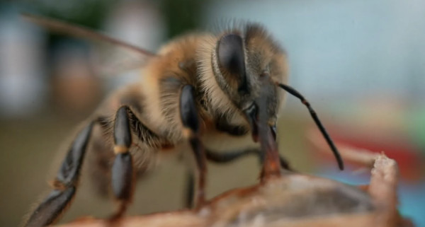 Category Sample Image