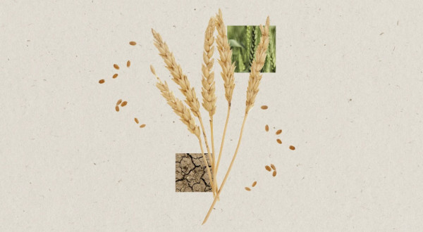 Category Sample Image