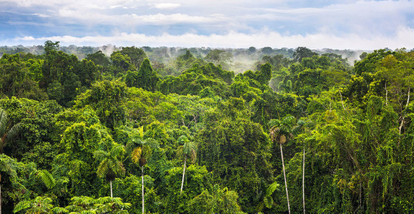 Global warming could push tropical forest leaves past a ‘critical temperature’ - Carbon Brief